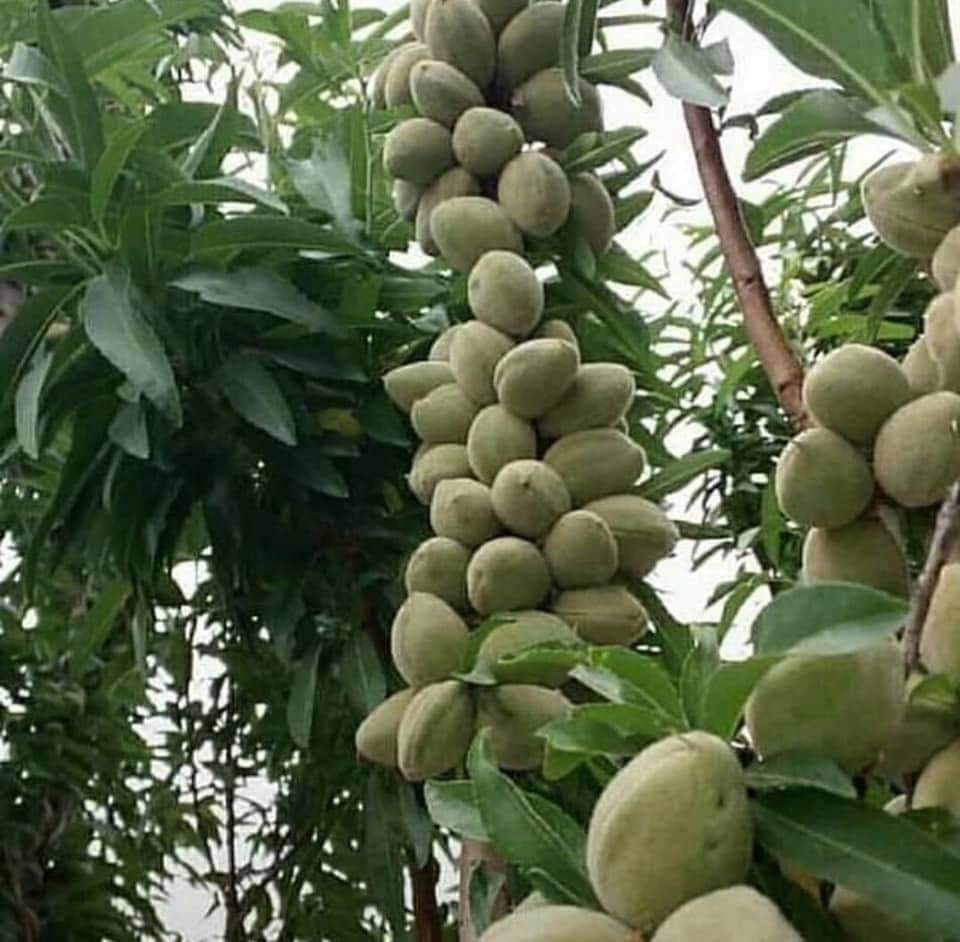 FERRADUEL BADEM FİDANI